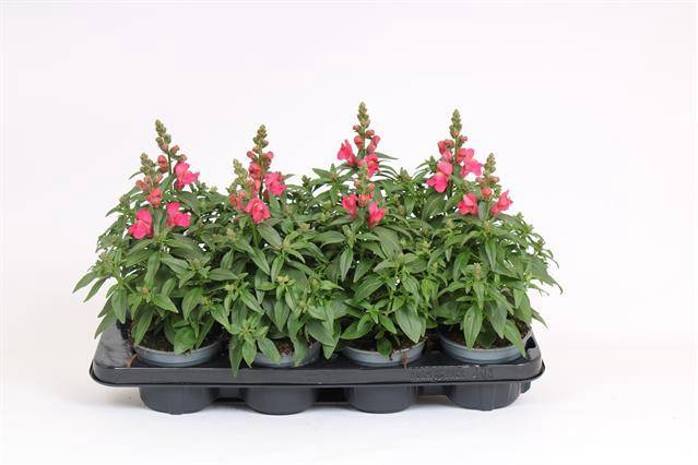 <h4>ANTIRRHINUM MAJUS ROSE</h4>