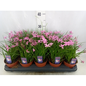 Rhodohypoxis   ...