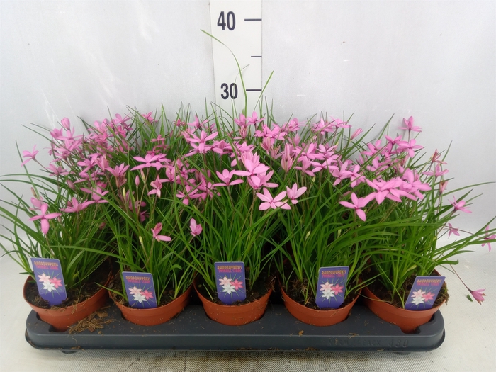 <h4>Rhodohypoxis   ...</h4>