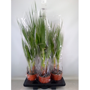 Washingtonia filifera