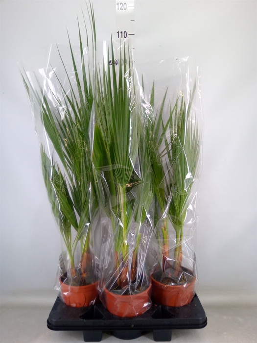 <h4>Washingtonia filifera</h4>