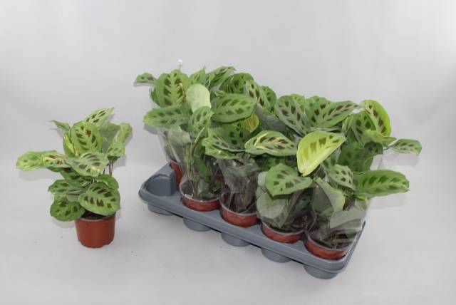 <h4>MARANTA KERCHOVEANA</h4>