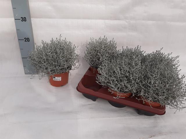 LEUCOPH BROWNII