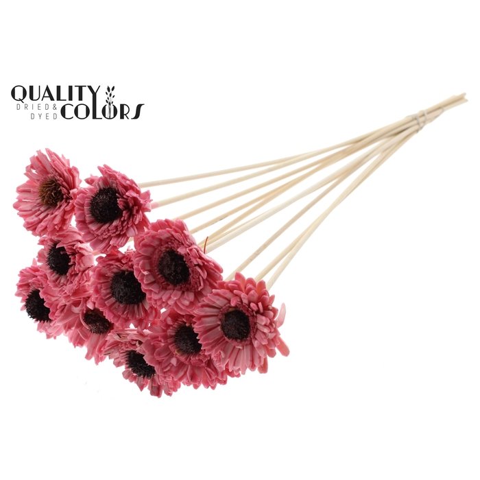 <h4>Shola Daisy Sunflower 6cm on stem Wax Light Pink</h4>