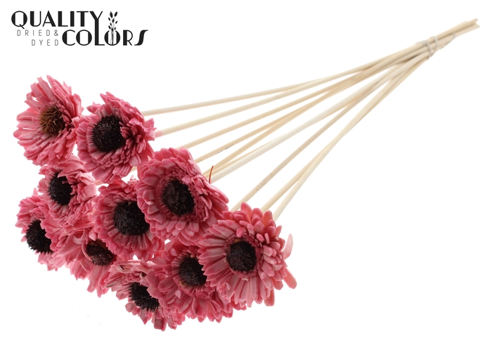 Shola Daisy Sunflower 6cm on stem Wax Light Pink
