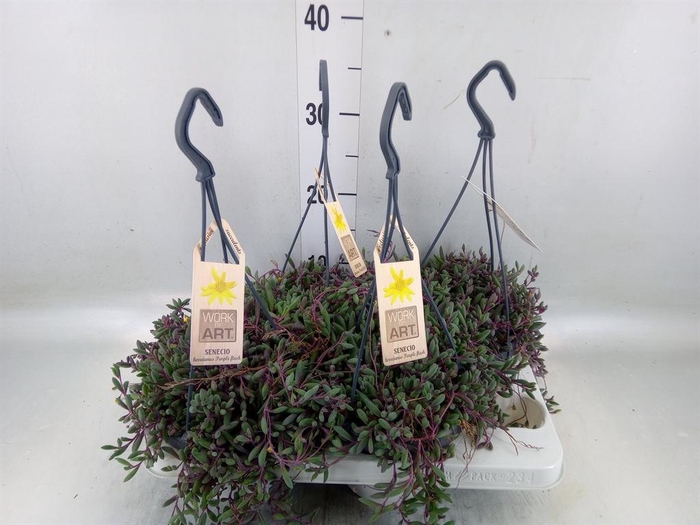 <h4>Senecio   ...</h4>