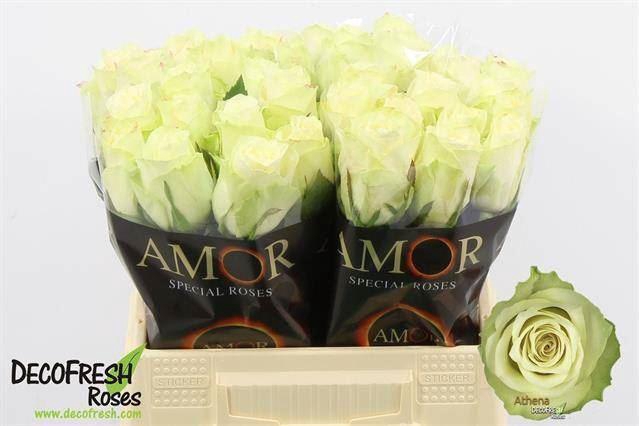 <h4>ROSA GR 'ATHENA'</h4>