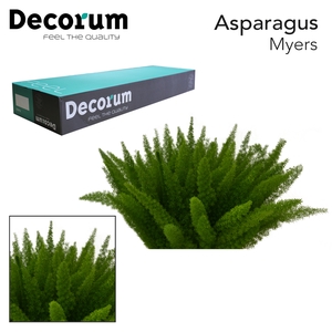 ASP MYERS 45cm box x50