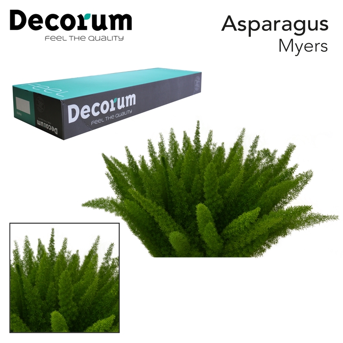 <h4>ASP MYERS 50cm box x50</h4>