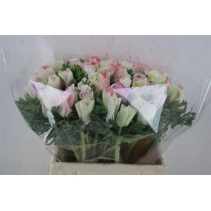 Anem Mistral Super Rosa Chiaro