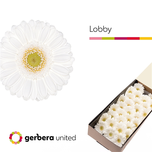 <h4>Ge Mi Lobby Box United</h4>