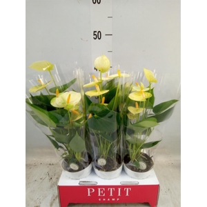 Anthurium andr. 'Vanilla'