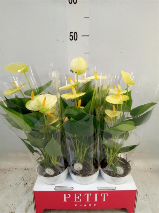 <h4>Anthurium andr. 'Vanilla'</h4>