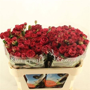 Rosa grappe Maroon