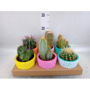 Cactus   ...