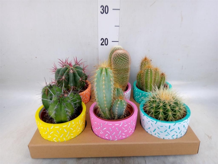 <h4>Cactus   ...</h4>