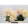 Dahlia Cafe Au Lait Creme
