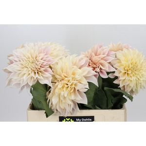Dahlia Cafe Au Lait Creme