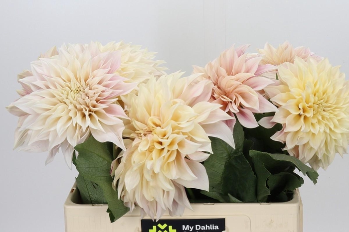 <h4>Dahlia Cafe Au Lait Creme</h4>