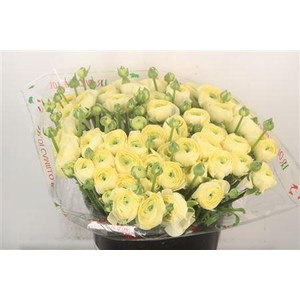 Ran... Su Commedia Super X50