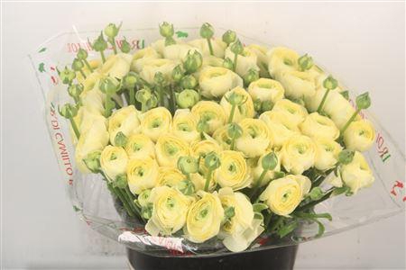 Ran... Su Commedia Super