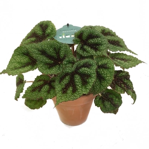 BEGONIA REX-HYBRID P13,5