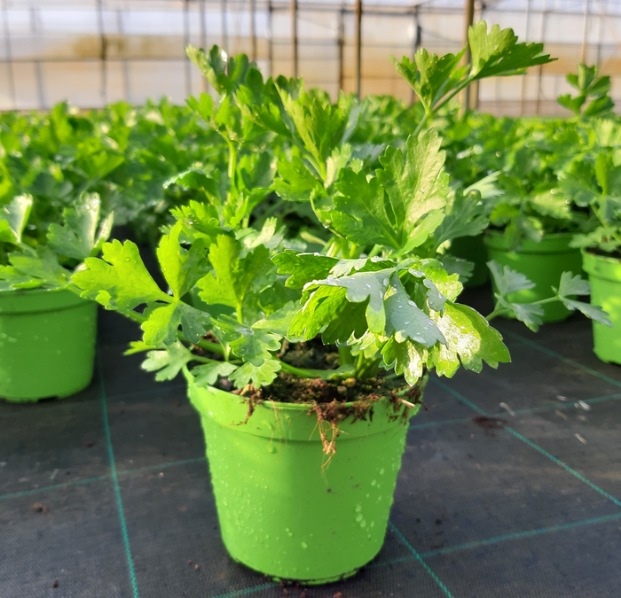 <h4>Apium graveolens</h4>