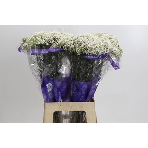 Ozothamnus  'Cooks Snow White'