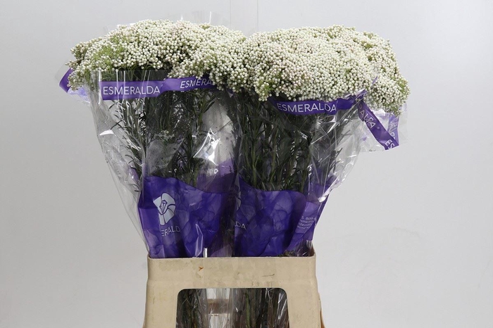 <h4>Ozothamnus  'Cooks Snow White'</h4>