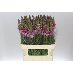 Antir Lavender