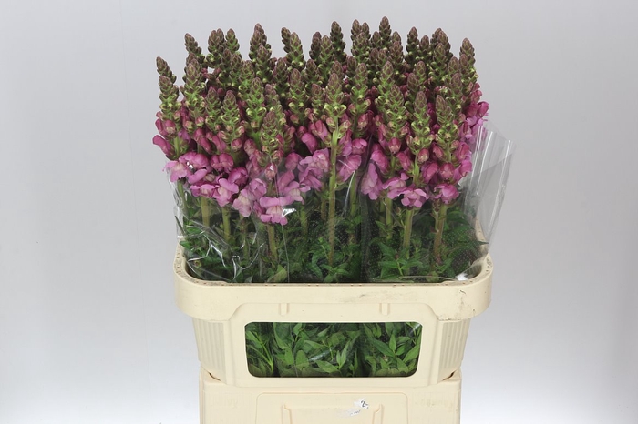 <h4>Antir Lavender</h4>