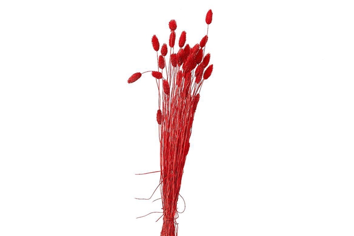<h4>Dried Artz Phalaris Monet Bunch</h4>