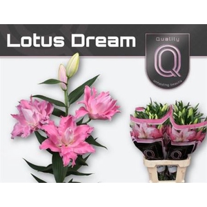 Li Or Du Lotus Dream