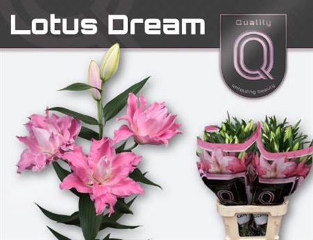 <h4>Li Or Du Lotus Dream</h4>