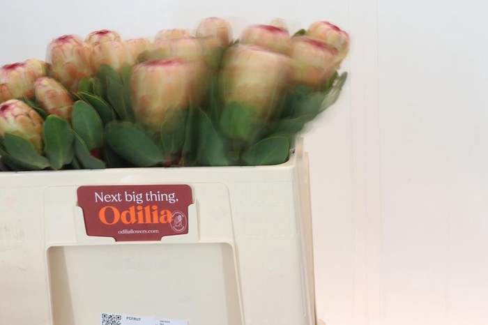 <h4>Protea Grandicolor</h4>