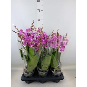 Phalaenopsis multi. 'FC Friday Fli'