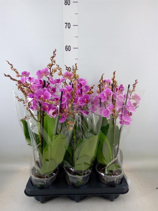 <h4>Phalaenopsis multi. 'FC Friday Fli'</h4>