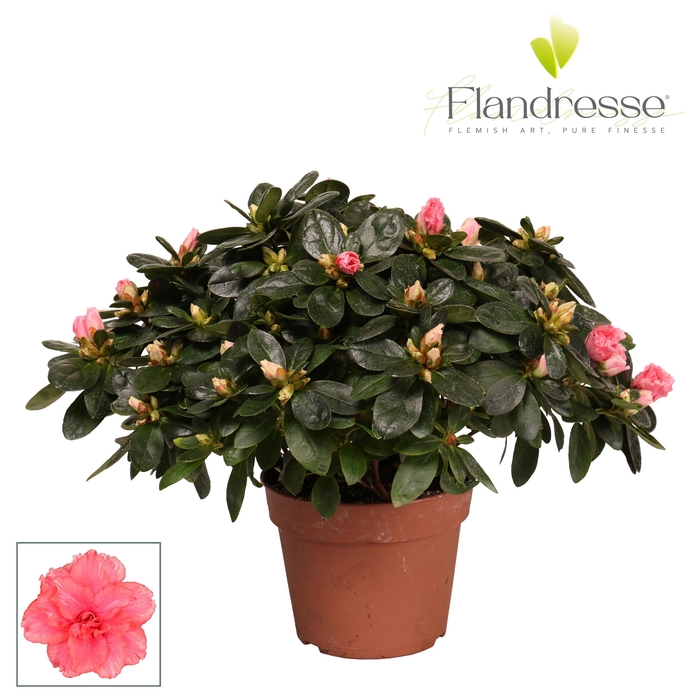 <h4>Azalea Flandresse® 'zalm' 30 - 32 cm</h4>
