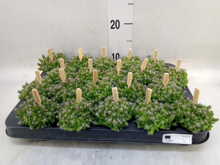 <h4>Hylocereus undatus</h4>