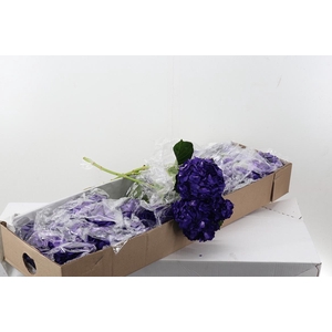 Hydr Dark Purple Tinted Sel Box