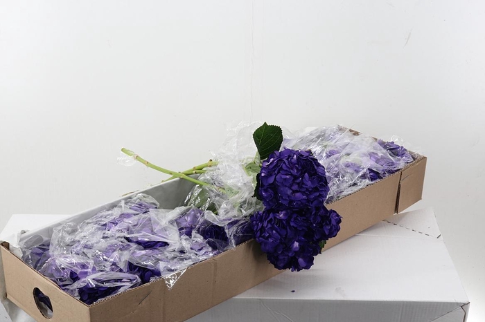 <h4>Hydr Dark Purple Tinted Sel Box</h4>