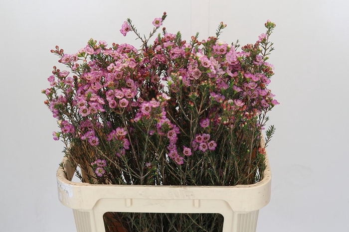 <h4>Chamelaucium Adi</h4>