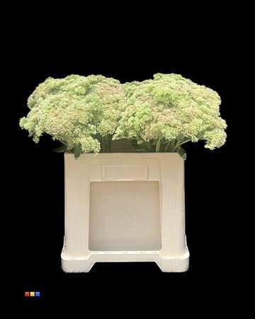 <h4>Sedum Mint</h4>