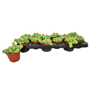 SEDUM BURRITO