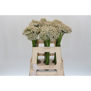 Allium Nigrum