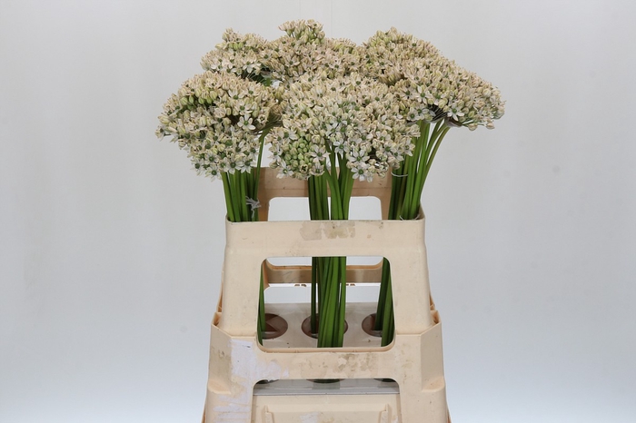 <h4>Allium Nigrum</h4>