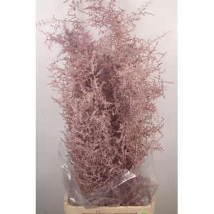 Asparagus Salv. Metal Pink