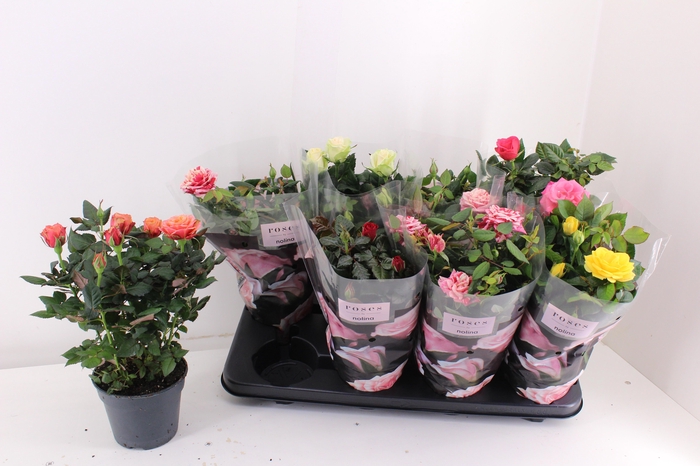 <h4>RO PATHIT GEM 6 SRT</h4>