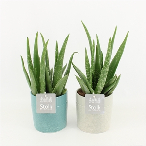 Aloe Vera in Tess Keramiek