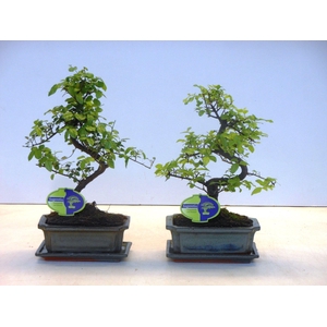 Sageretia theezans, 20cm., shape, with drip tray